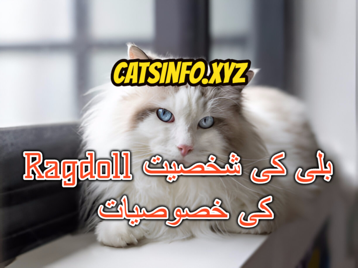 Ragdoll بلی کی شخصیت کی خصوصیات