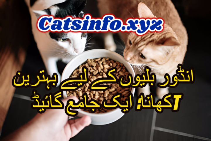 انڈور بلیوں کے لیے بہترین کھانا: ایک جامع گائیڈ