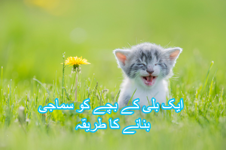ایک بلی کے بچے کو سماجی بنانے کا طریقہ