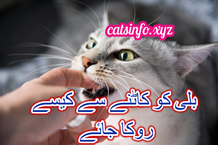 بلی کو کاٹنے سے کیسے روکا جائے