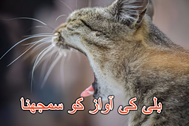 بلی کی آواز کو سمجھنا