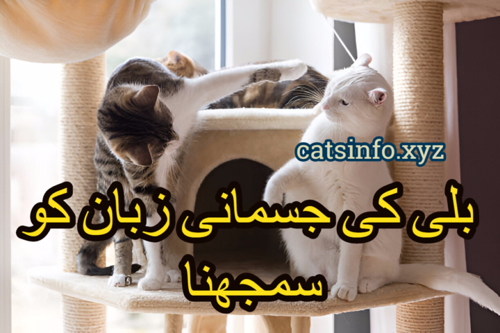 بلی کی جسمانی زبان کو سمجھنا