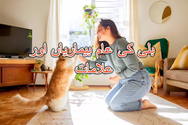 بلی کی عام بیماریاں اور علامات