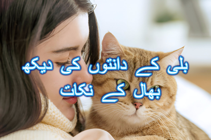 بلی کے دانتوں کی دیکھ بھال کے نکات