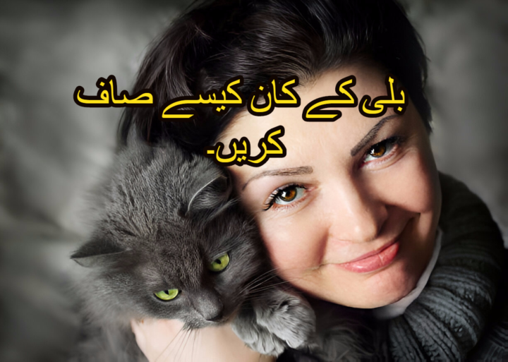 بلی کے کان کیسے صاف کریں۔