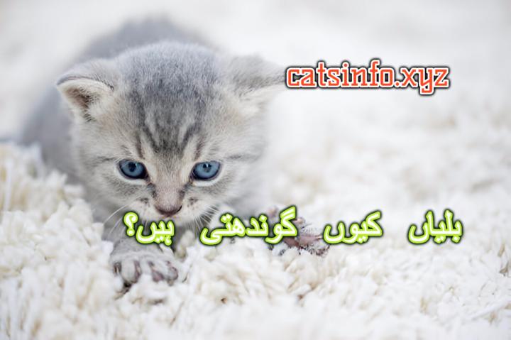 بلیاں کیوں گوندھتی ہیں؟