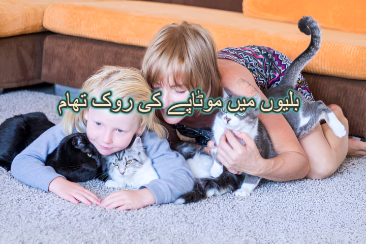 بلیوں میں موٹاپے کی روک تھام