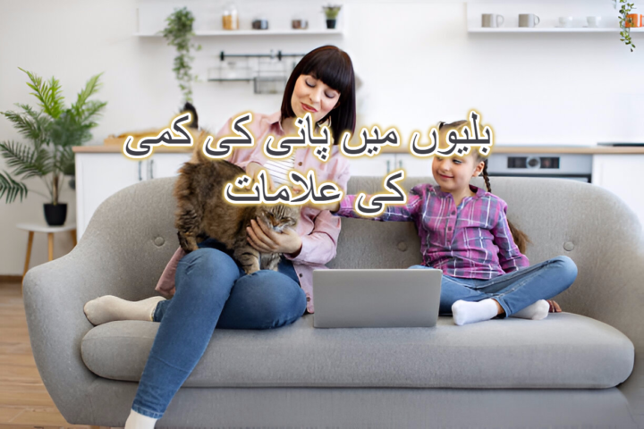 بلیوں میں پانی کی کمی کی علامات