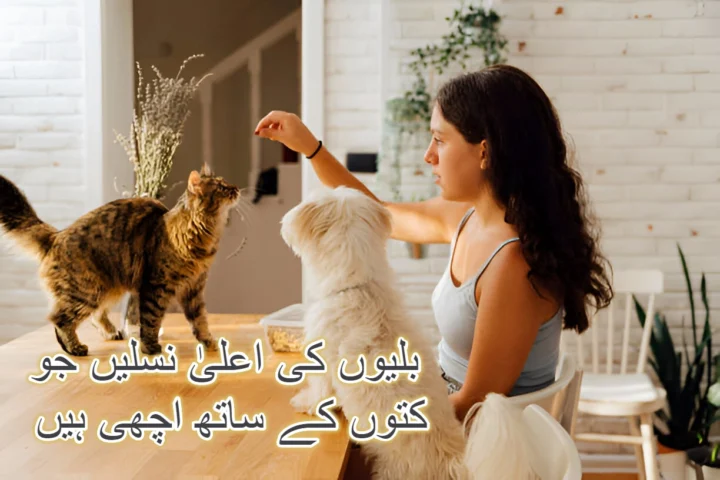 بلیوں کی اعلیٰ نسلیں جو کتوں کے ساتھ اچھی ہیں