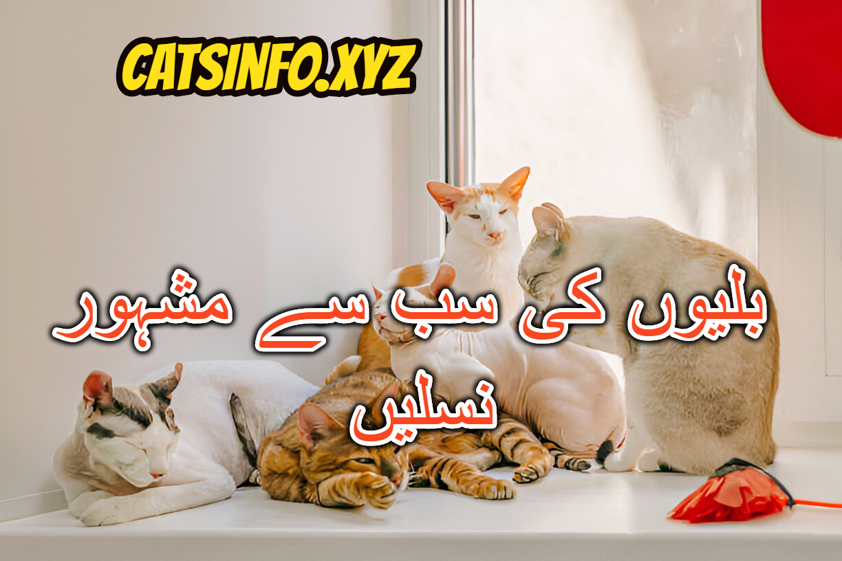بلیوں کی سب سے مشہور نسلیں