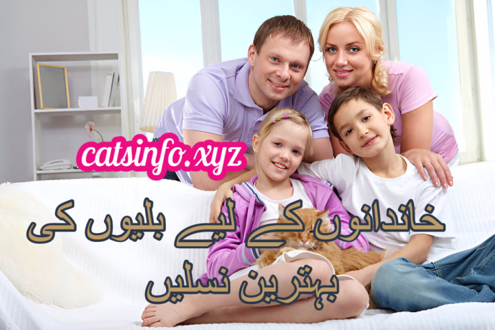 خاندانوں کے لیے بلیوں کی بہترین نسلیں