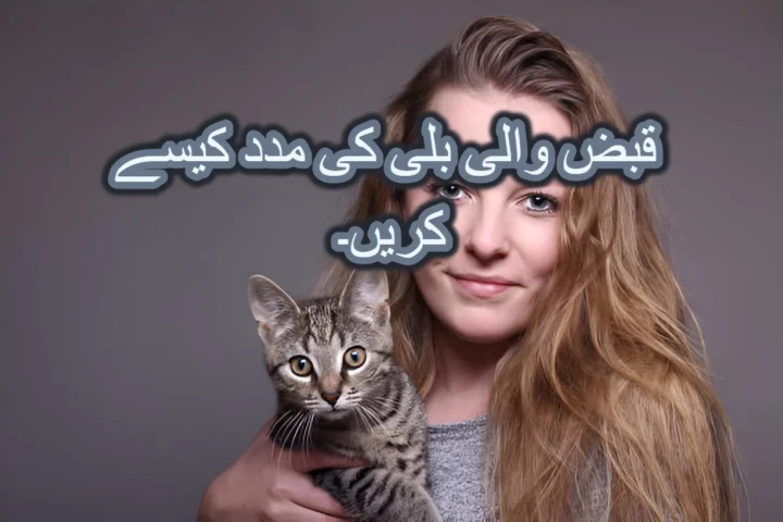 قبض والی بلی کی مدد کیسے کریں۔