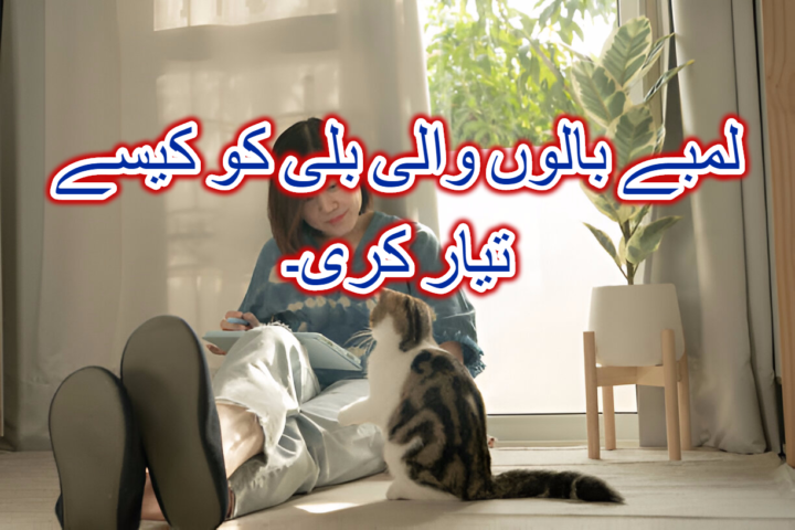 لمبے بالوں والی بلی کو کیسے تیار کری۔