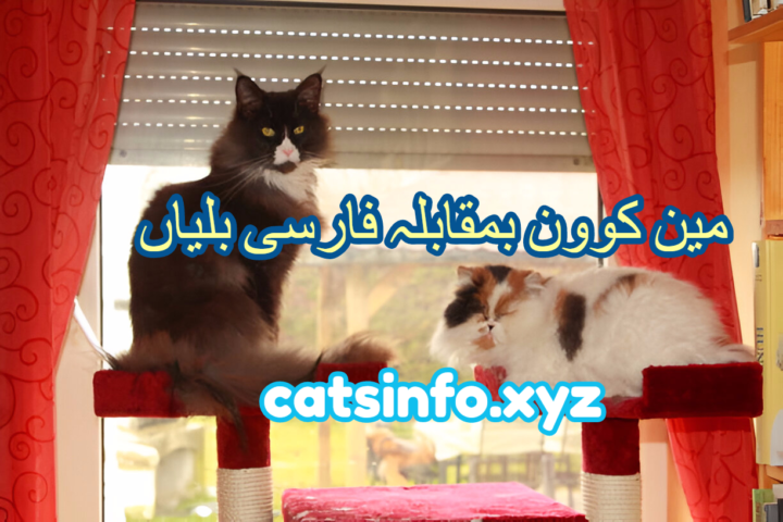 مین کوون بمقابلہ فارسی بلیاں