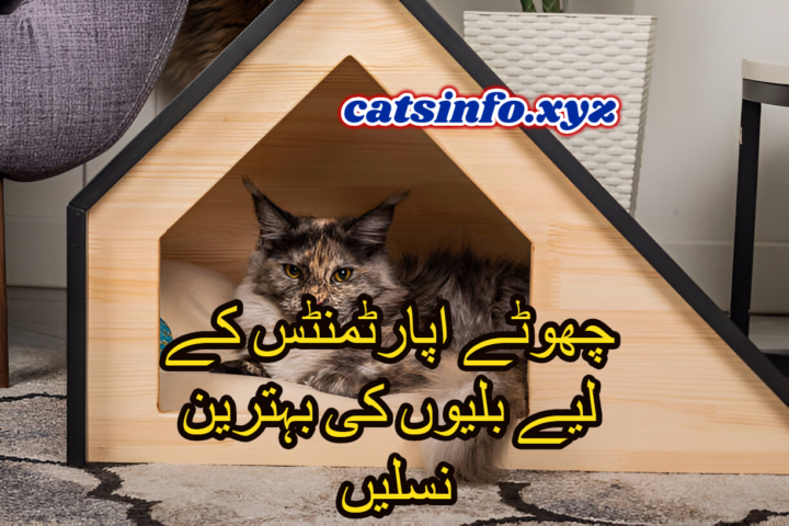 چھوٹے اپارٹمنٹس کے لیے بلیوں کی بہترین نسلیں