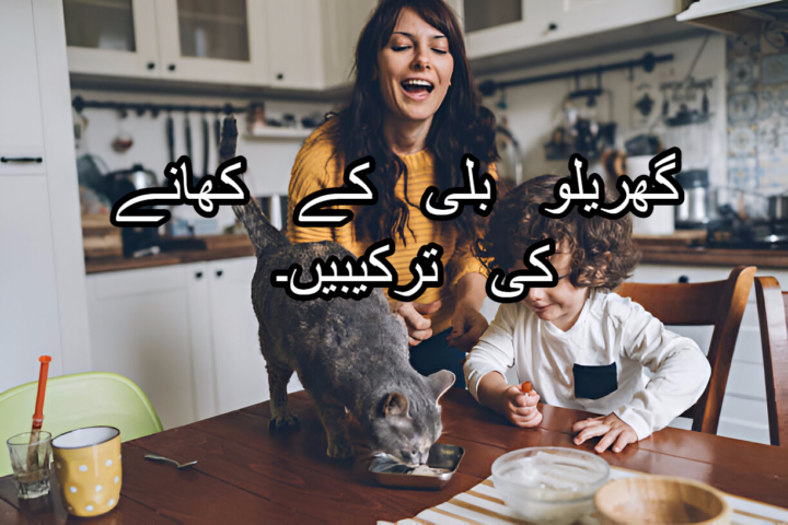 گھریلو بلی کے کھانے کی ترکیبیں۔