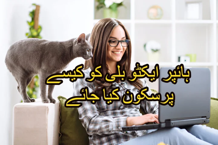 ہائپر ایکٹو بلی کو کیسے پرسکون کیا جائے
