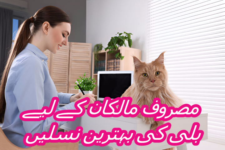 مصروف مالکان کے لیے بلی کی بہترین نسلیں