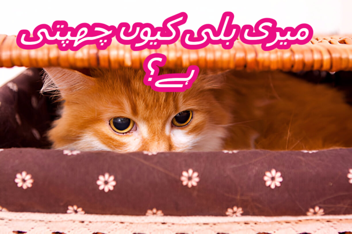میری بلی کیوں چھپتی ہے؟