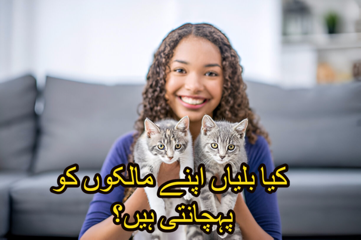 کیا بلیاں اپنے مالکوں کو پہچانتی ہیں؟